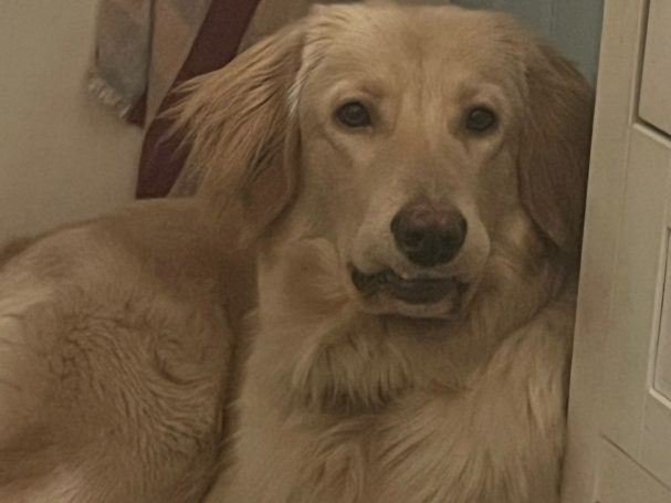 Bruno